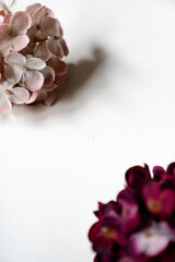 Hortensien Blüten vor einem cleanen Hintergrund mit Platz für Text