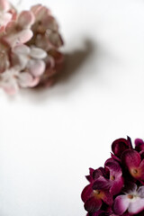 Hortensien Blüten vor einem cleanen Hintergrund mit Platz für Text