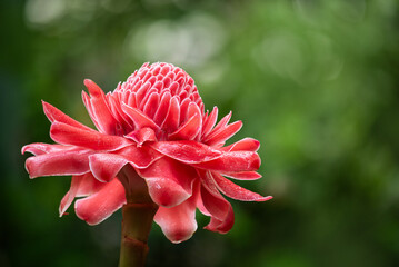 Etlingera elatior flower on natural background. © wasanajai