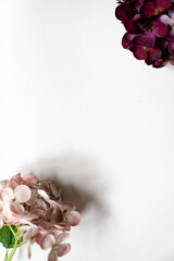 Hortensie Blüten vor einem cleanen Hintergrund mit Platz für Text