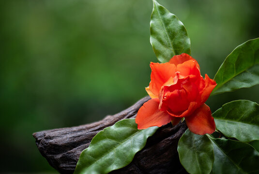 Pereskia bleo flower on natural background.