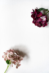 Hortensie Blüten vor einem cleanen Hintergrund mit Platz für Text