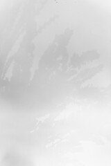 Schatten Blumen vor einem cleanen Hintergrund mit Platz für Text