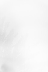 Schatten Blumen vor einem cleanen Hintergrund mit Platz für Text