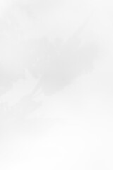 Schatten Blumen vor einem cleanen Hintergrund mit Platz für Text