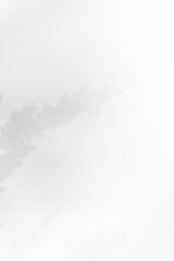 Schatten Blumen vor einem cleanen Hintergrund mit Platz für Text