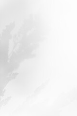 Schatten Blumen vor einem cleanen Hintergrund mit Platz für Text