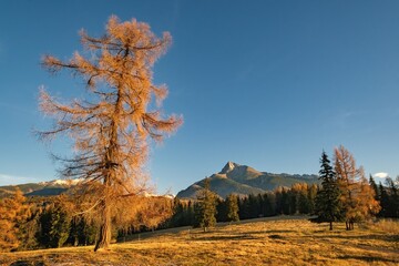 Golden larch tree stands alone on a sunlit meadow with majestic mountain peak and pine forest in the background, captured on a crisp autumn morning in the High Tatras.