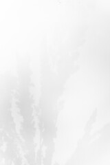 Schatten Blumen vor einem cleanen Hintergrund mit Platz für Text