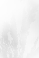 Schatten Blumen vor einem cleanen Hintergrund mit Platz für Text