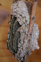 Bee cells