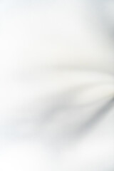 Schatten Blumen vor einem cleanen Hintergrund mit Platz für Text