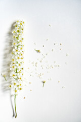 Weiße Rispenspiere Blüten vor einem cleanen Hintergrund mit Platz für Text