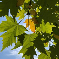 Green Leaves Against a Light Blue Sky.