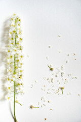 Weiße Rispenspiere Blüten vor einem cleanen Hintergrund mit Platz für Text