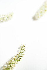 Weiße Rispenspiere Blüten vor einem cleanen Hintergrund mit Platz für Text