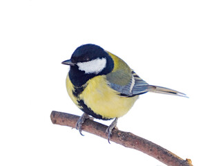 great tit isolated perched on perch on transparent background. Parus major Great Tit sitting on bare branch and looking away, clipping path. Cute bird Great tit, songbird on branch without leaves