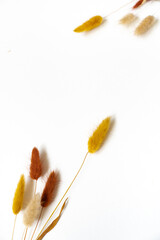 Samtgras Blüten vor einem cleanen Hintergrund mit Platz für Text