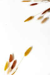 Samtgras Blüten vor einem cleanen Hintergrund mit Platz für Text