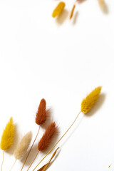 Samtgras Blüten vor einem cleanen Hintergrund mit Platz für Text