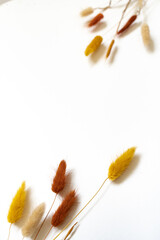 Samtgras Blüten vor einem cleanen Hintergrund mit Platz für Text