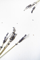 Lavendel Blüten vor einem cleanen Hintergrund mit Platz für Text