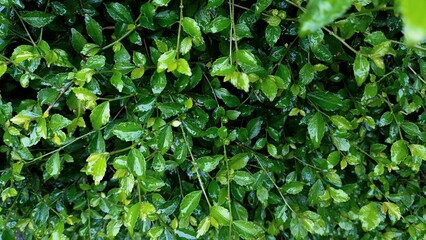 green leaves background