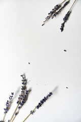 Lavendel Blüten vor einem cleanen Hintergrund mit Platz für Text