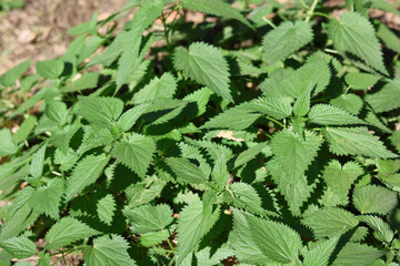 Close-up of fresh green stinging nettle plant