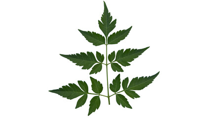 green leaf isolated on transparent background