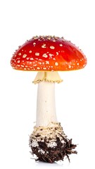 Red mushroom,?isolated on white
