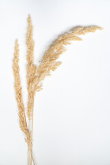 Samtgras Bl&uuml;ten vor einem cleanen Hintergrund mit Platz f&uuml;r Text