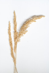 Samtgras Bl&uuml;ten vor einem cleanen Hintergrund mit Platz f&uuml;r Text