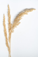 Samtgras Bl&uuml;ten vor einem cleanen Hintergrund mit Platz f&uuml;r Text