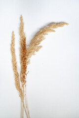 Samtgras Bl&uuml;ten vor einem cleanen Hintergrund mit Platz f&uuml;r Text