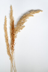 Samtgras Bl&uuml;ten vor einem cleanen Hintergrund mit Platz f&uuml;r Text