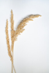 Samtgras Bl&uuml;ten vor einem cleanen Hintergrund mit Platz f&uuml;r Text