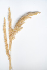 Samtgras Bl&uuml;ten vor einem cleanen Hintergrund mit Platz f&uuml;r Text