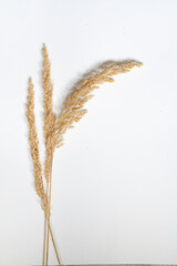 Samtgras Bl&uuml;ten vor einem cleanen Hintergrund mit Platz f&uuml;r Text