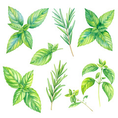 the image features a collection of meticulously illustrated herbs set against a light backdrop. there are multiple sprigs featuring leaves and stems of varying sizes