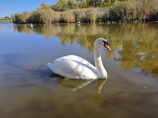 swan on the lake