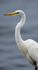 Obraz premium Great Egret Bird Portrait.