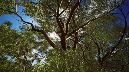 Majestic trees stretch towards a brilliant blue sky, their branches interwoven with vibrant green leaves. Sunlight filters through the foliage, creating a tranquil atmosphere in nature.