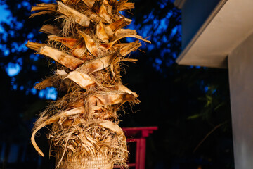 Close-up of a palm tree trunk illuminated at night, showcasing textured bark and dried fronds, with a deep blue evening sky in the background.