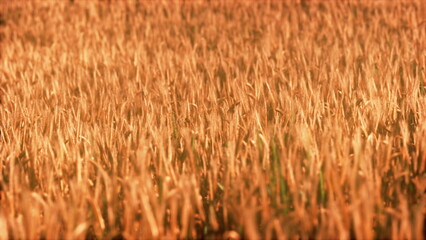 Tall golden stalks of grain dance gently in the light breeze, illuminated by the afternoon sun. The serene landscape evokes a sense of tranquility and connection to nature.