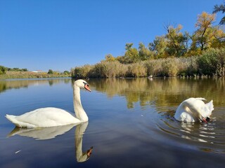 swans on the lake