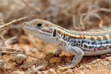 Obraz premium Striped Lizard Camouflaged in the Desert Landscape: A Wild Reptile Observation in Nature