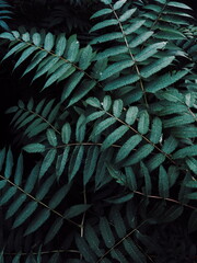 Moody close-up shot of foliage.  © Вера Саврикова