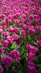 Vibrant pink tulips blooming in a sunny netherlands garden showcase the beauty of spring in lush outdoor landscapes filled with colorful flora and bright sunlight