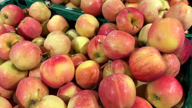 Close-up of a pile of Opal apples in a green plastic container